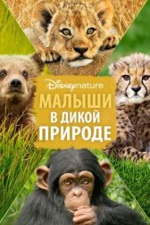 Малыши в дикой природе онлайн бесплатно HD Rezka