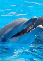 Дельфины в океанской синеве онлайн бесплатно HD Rezka