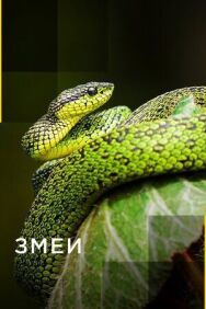Постер к Змеи смотреть онлайн на HD Rezka