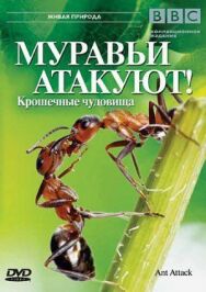 Постер к BBC: Муравьи атакуют смотреть онлайн на HD Rezka