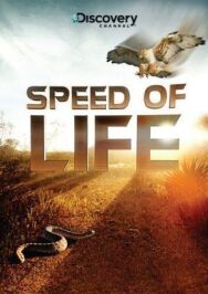 Постер к Discovery: Скорость жизни смотреть онлайн на HD Rezka