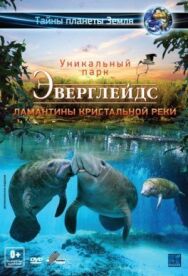 Постер к Эверглейдс 3D: Ламантины Кристальной реки смотреть онлайн на HD Rezka