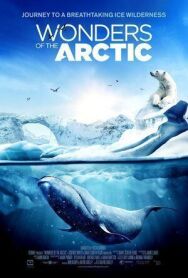 Постер к Чудеса Арктики смотреть онлайн на HD Rezka