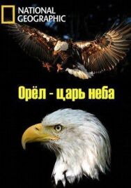 Постер к Орёл — царь неба смотреть онлайн на HD Rezka