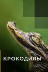 Крокодилы онлайн бесплатно HD Rezka